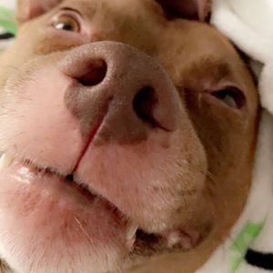 Meet your Posher, Jodie